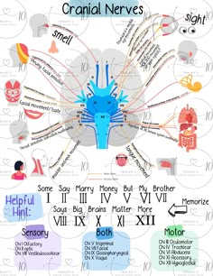 the brain diagram shows different types of nervous systems