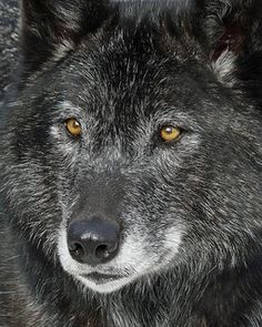 a black wolf with yellow eyes looking at the camera