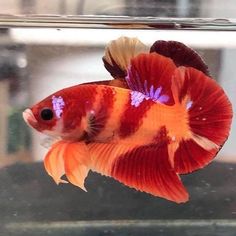 an orange and white fish in a tank next to some water with purple spots on it