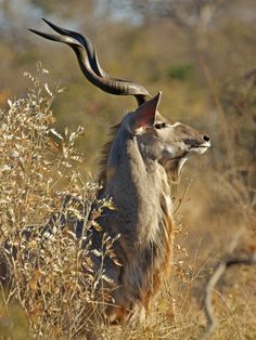 an antelope with long horns standing in tall grass and brush, looking at the camera