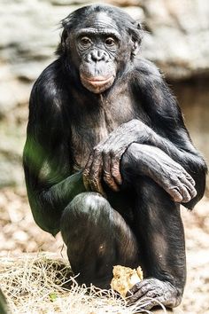 a chimpan sitting on the ground eating something