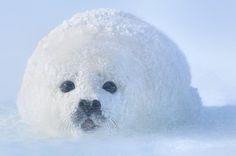 a white polar bear laying in the snow