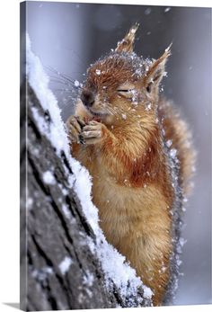 a squirrel is sitting on top of a tree in the snow and has its eyes closed