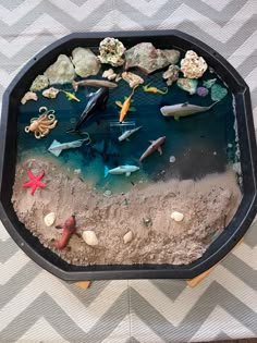 there is a tray that has different types of fish in the water and sand on it