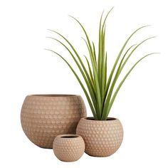 two vases with plants in them sitting next to each other on a white background