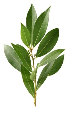 a branch with green leaves on it against a white background