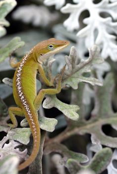 a small lizard sitting on top of a green plant