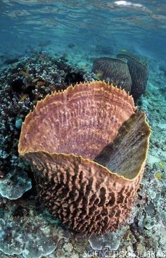 a large coral on the ocean floor