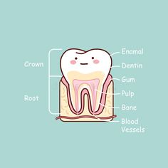 Dentist Illustration, Tooth Anatomy, Dentist Cartoon, Cartoon Tooth, Dental Wallpaper, Dental Assistant Study, Teeth Anatomy, Teeth Illustration