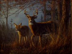 two deer standing next to each other in a forest