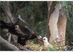 an adult bird feeding its young in the nest