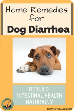 Did you know that simple home remedies for dog diarrhea can sometimes avoid a trip to the vet and pricey prescription food and medication? Learn about natural approaches! Dog Items, Holistic Healing