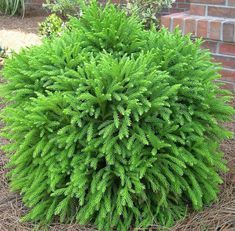 a green bush in front of a brick building