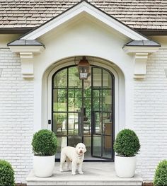 a white dog standing in front of a door with potted plants on the steps