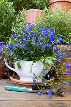 blue flowers are in a white pitcher next to some potted plants and a marker