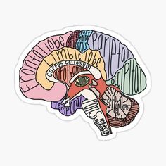 the human brain sticker is multicolored and has many different words on it