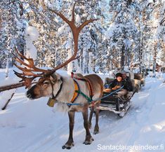 a man riding in a sleigh pulled by reindeers through the snow covered forest