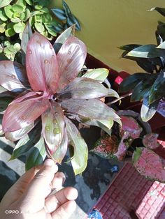 a person holding up a pink flower in front of some potted plants