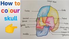 a diagram of the human skull and how to color it with colored pencils on paper