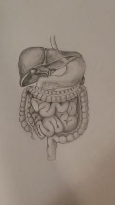 a drawing of the inside of a human body, with its organs and stomach visible