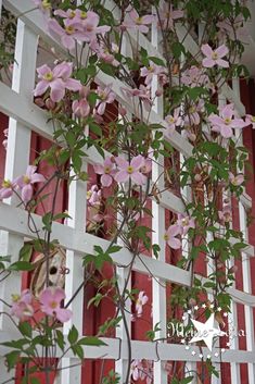 pink flowers are growing on the side of a white picket fence with red trim around it