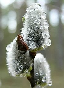 a dandelion with drops of water on it