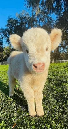 a baby lamb standing on top of a lush green field