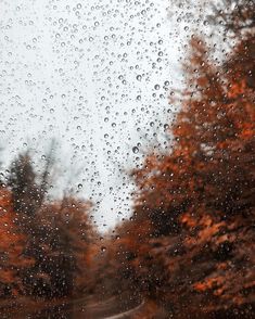 rain drops on the window and trees in the background