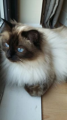 a cat with blue eyes sitting on the floor next to a glass door and window