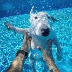 two people are petting a white dog in the pool with blue water and bubbles