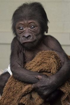 a baby gorilla is wrapped in a blanket