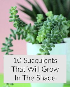 succulents that will grow in the shade with text overlay reading 10 succulents that will grow in the shade