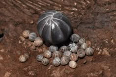 some snails are laying on the ground next to each other