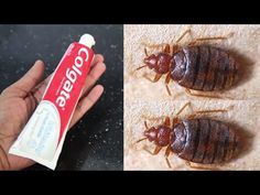 two pictures of bed bugs and a tube of toothpaste on the left side