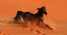 a horse running through the sand in the desert