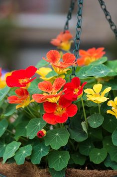 red, yellow and orange flowers in a hanging planter with green leaves on the bottom