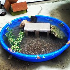 there is a birdhouse in the middle of a blue pool with plants growing out of it