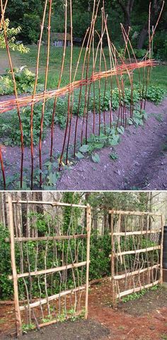 the garden is full of different types of vegetables and plants, including straws that have been planted in them