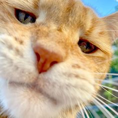 an orange and white cat looking at the camera