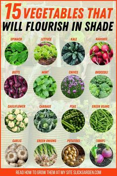 the 15 vegetables that will flourish in shade and how to grow them at my site