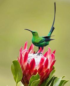 a green bird sitting on top of a flower with its wings spread out and it's beak open