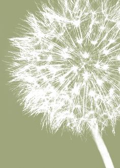 a dandelion is in the middle of a frame with a green and white background