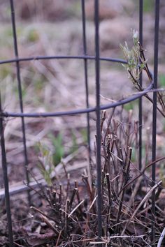 a cat is sitting in the grass behind a fence and looking at something on the ground