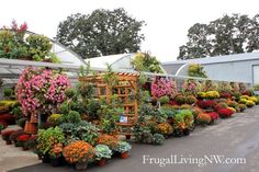 many potted plants are lined up in rows