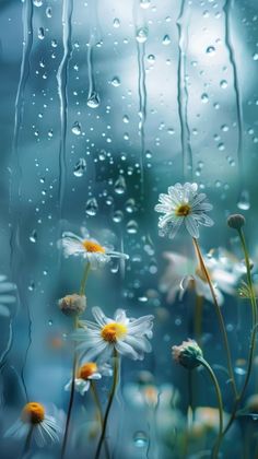 daisies and raindrops are seen through the window