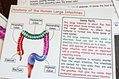 the anatomy of the human large intestines worksheet