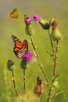 A photography print of butterflies enjoying wild thistle in a chartreuse colored meadow.  Photo was taken in the late Spring in Southeast Michigan. This butterfly print showcases the vibrant colors and greenery of Springtime. This print is available in different sizes, including 8x10, 5x7, and more. It would be a perfect gift for a gardener, or a lovely nature inspired addition to any living space. Please read all listing info below! *You will be receiving a print only, unless you choose the bou Most Beautiful Butterfly Photography, Monarch Butterfly Photography, Monarch Butterflies Photography, Wild Thistle, Boutique Packaging, Wall Art Purple, Wild Flower Meadow