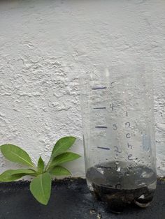 a plant is growing out of a measuring cup