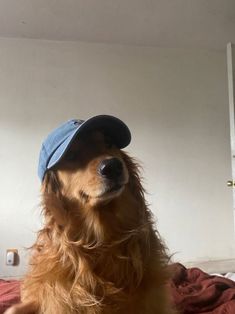 a dog wearing a hat sitting on top of a bed