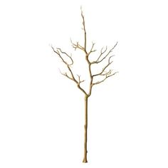 a bare tree with no leaves is shown on a white background in this image, it appears to be dead